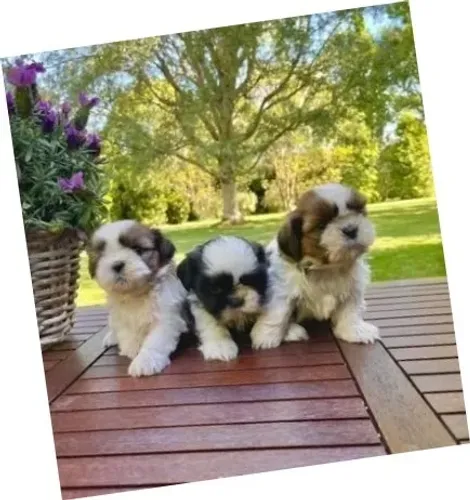Lhasa Apso Branco e Dourado Fêmea - Pequena e Apaixonante!
