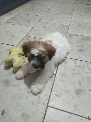 Filhote de shih tzu