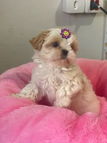 Shihtzu branca e marrom linda fêmea com 52 dias