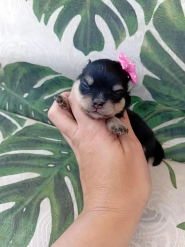 Spitz Alemão fêmea anã Black Tan para reserva! 