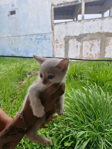 Gatinho filhote para adoção