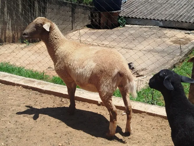 Cordeiro abatido e limpo vendo inteiro ou banda.$40 kilos 
