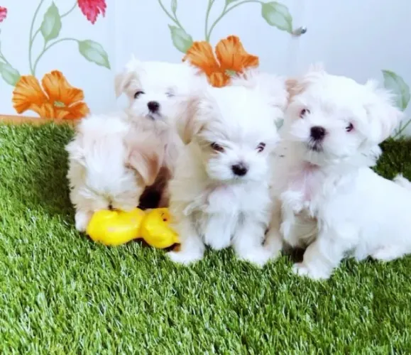 Maltês Mini White Macho - Pequeno, Inteligente e Muito Afetuoso!