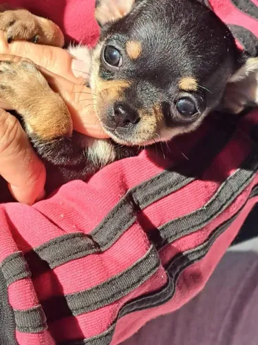 Chihuahua Fêmea Mini Red: Pequena, mas Cheia de Amor!