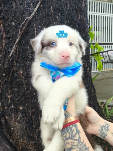 Border collie sorriso e brincadeiras de amor