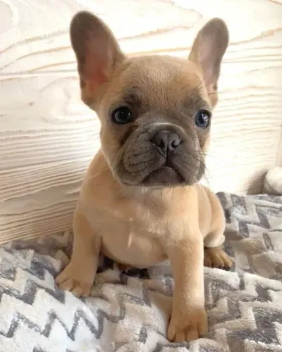 O Charme do Bulldog Francês