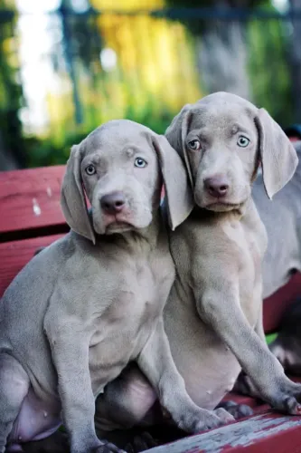 Perfeitos Filhotes de Weimaraner 