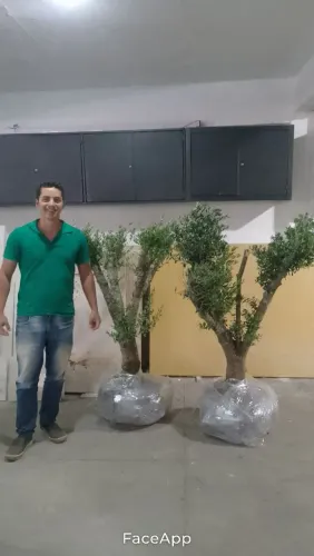 Oliveiras 40 anos Ornamentais para Decoração