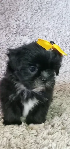 Lhasa apso adquira hoje o seu .