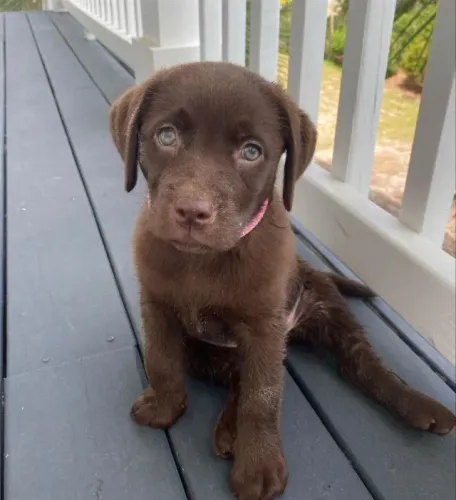 Filhote Labrador Fêmea de Pelagem Bonita