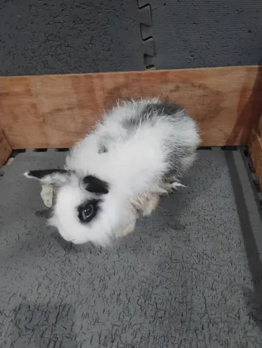 Vendo Coelhos Adultos 