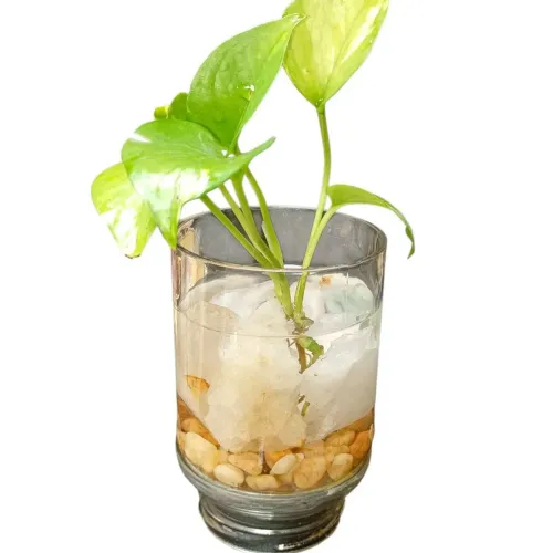 AQUATERRÁRIO CRISTAL DA TERRA