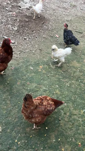 Vende-se frango da raça sedosa com 8 meses 