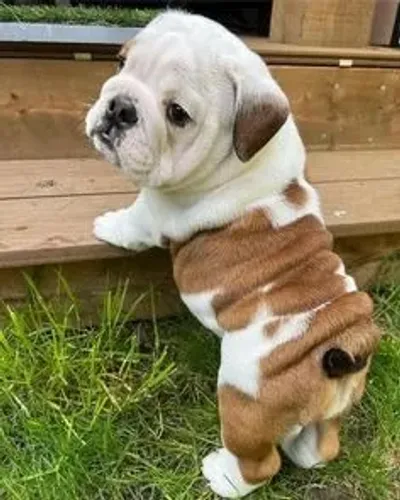 Bulldogue Ingles
