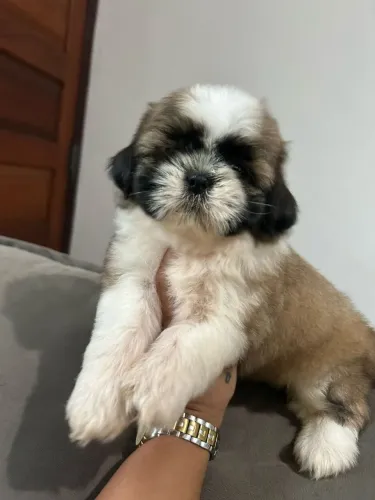 Shih Tzu adorável 