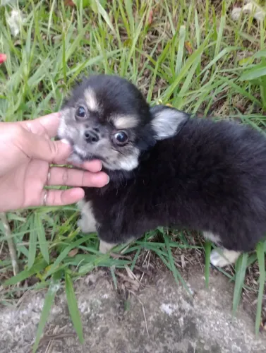 Chihuahua pelo longo macho, com pedigree, entregamos.