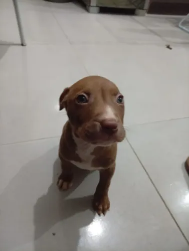 Pitbull macho