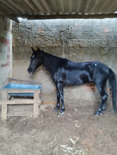 Cavalo mangalarga preto 