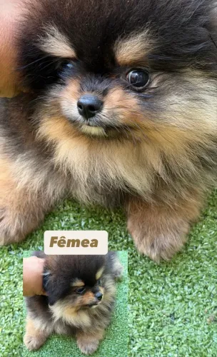Lulu da pomerania