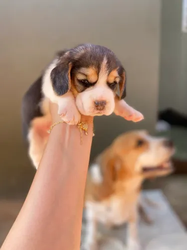 Filhotes Beagle