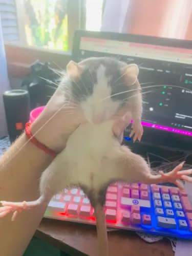 Ratas Twister