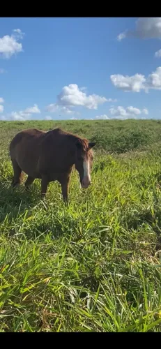 Vendo cavalo manso