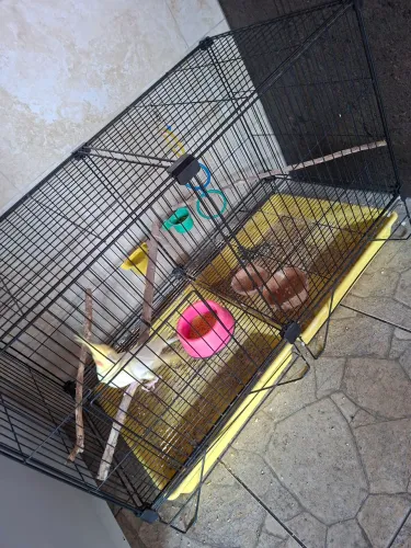 Gaiola grande