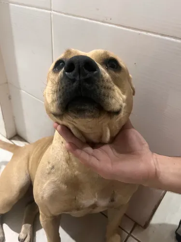 Pitbull femea