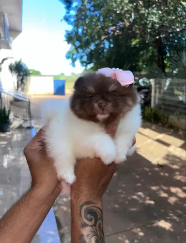 Spitz alemão/ Lulu da pomerania 