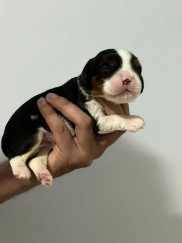 Cavalier Macho tricolor