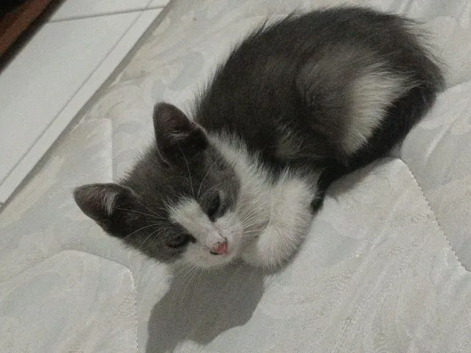 Doação de gatinho