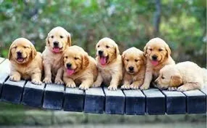 O golden ama água.
