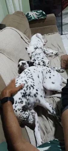 Filhotes de Dálmata macho 