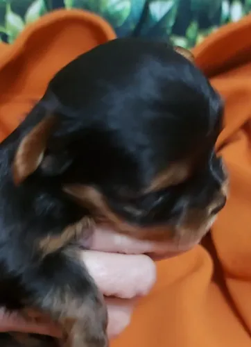 Yorkshire Terrier, carinha baby face e pelagem que vai até o chão 