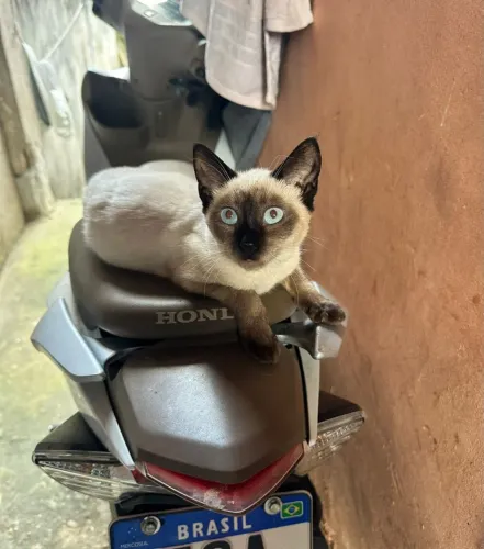 Fêmea felina 6 meses dócil e esperta