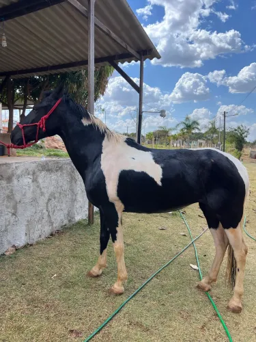 Égua mangalarga marchador em águas lindas de Goiás