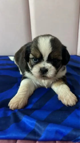 Vende-se filhotes de Shih tzu