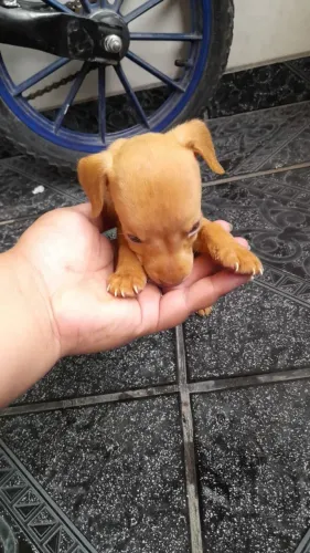 Filhote de pinscher