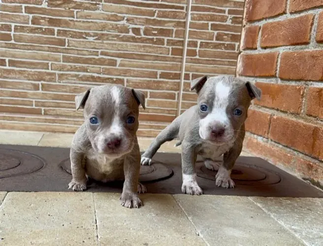 Pitbull de Alto Padrão Genético: Imunização Premium V10, Pedigree (se aplicável) e Total