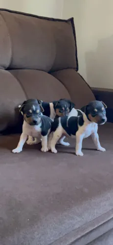 Filhote Fox Paulistinha com Pedigree