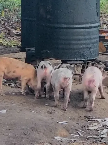 Venda de leitão 