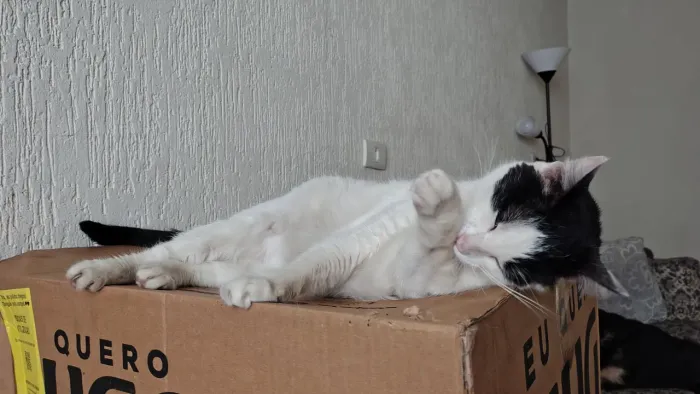 Gata para doação (castrada)