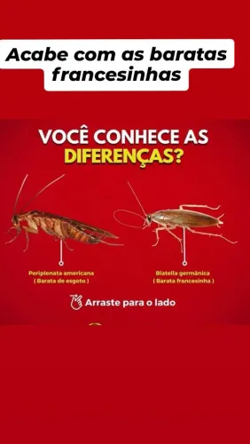 Dedetização baratas francesinhas $100