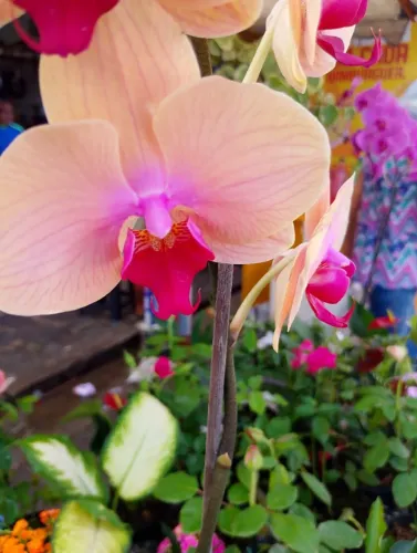 Plantas Ornamentais - Diversas Atacado e Varejo