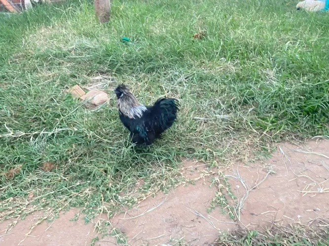 Galo sedoso ornamental de raça exótico