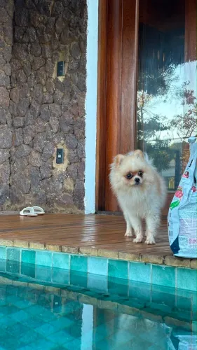 Spitiz macho disponível para cruzar