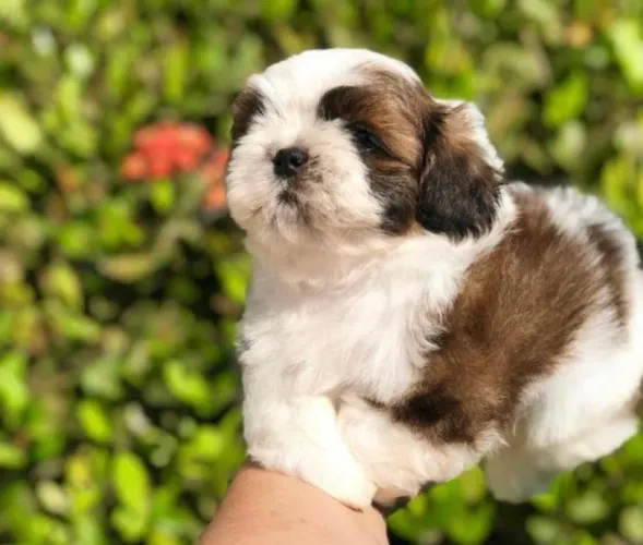 Shih Tzu Bebês que transformam qualquer momento em algo especial