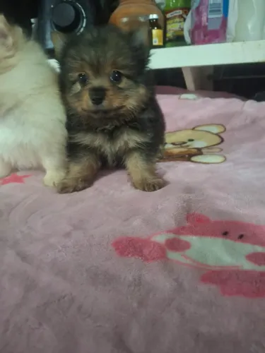 Lindos filhotes de spitz alemão anão