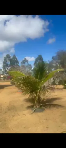 Vendo excelente terreno(lote)de frente a Consloc em Maracás, medindo 25X80