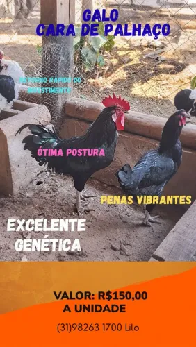GALO CARA DE PALHAÇO (Valor promocional)